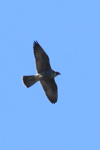 トリミング 2016/11月 SIGMA150-600C+7D2 焦点距離600mm F8 ss1/1600 ISO400 Case3
