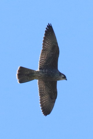 トリミング 2016/11月 SIGMA150-600C+7D2 焦点距離600mm F8 ss1/1600 ISO500 Case3