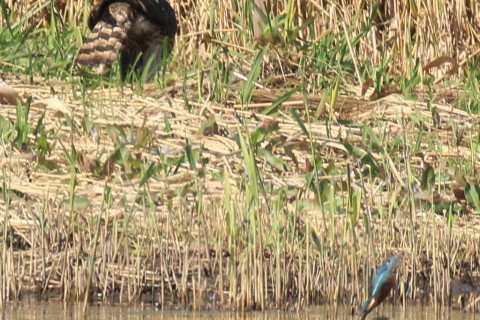 トリミング 2016/11月 SIGMA150-600C+7D2 焦点距離600mm F8 ss1/500 ISO250 Case3
