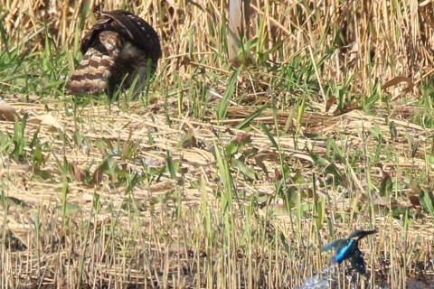 トリミング 2016/11月 SIGMA150-600C+7D2 焦点距離600mm F8 ss1/500 ISO250 Case3