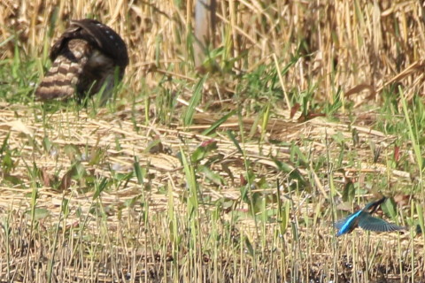 トリミング 2016/11月 SIGMA150-600C+7D2 焦点距離600mm F8 ss1/500 ISO250 Case3