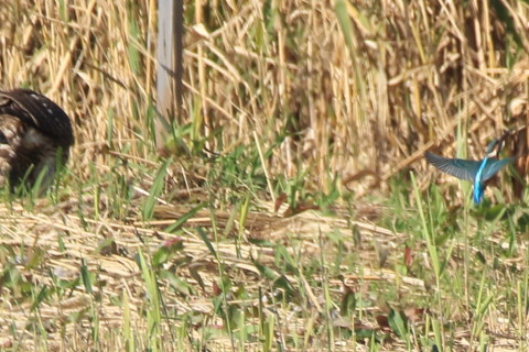 トリミング 2016/11月 SIGMA150-600C+7D2 焦点距離600mm F8 ss1/500 ISO250 Case3