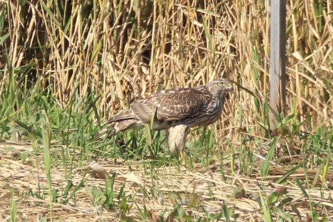 トリミング 2016/11月 SIGMA150-600C+7D2 焦点距離600mm F8 ss1/500 ISO250