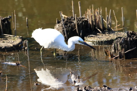 2016/11月 SIGMA150-600C+7D2 焦点距離500mm F8 ss1/2000 ISO2000