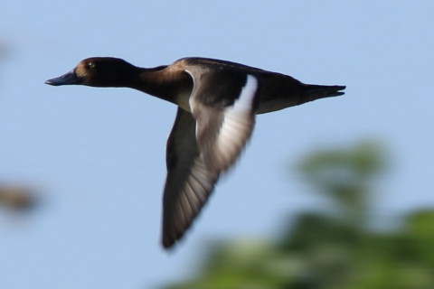 トリミング 2016/11月 SIGMA150-600C+7D2 焦点距離500mm F8 ss1/320 ISO100 Case6