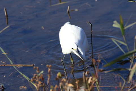 2016/11月 SIGMA150-600C+7D2 焦点距離435mm F8 ss1/320 ISO160