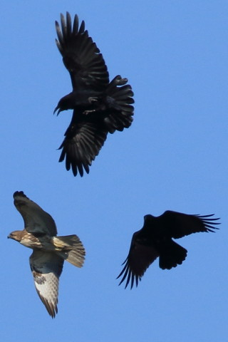 トリミング 2016/11月 SIGMA150-600C+7D2 焦点距離500mm F7.1 ss1/2000 ISO320 Case6