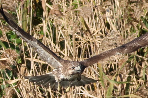トリミング 2016/11月 SIGMA150-600C+7D2 焦点距離324mm F7.1 ss1/2000 ISO800 Case6