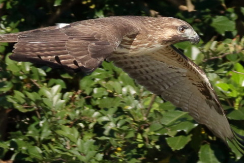 トリミング 2016/11月 SIGMA150-600C+7D2 焦点距離324mm F7.1 ss1/2000 ISO800 Case6