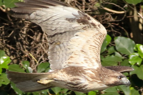 トリミング 2016/11月 SIGMA150-600C+7D2 焦点距離324mm F7.1 ss1/2000 ISO800 Case6