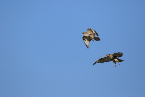 2016/11月 SIGMA150-600C+7D2 焦点距離600mm F7.1 ss1/2000 ISO320 Case6