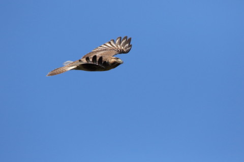 2016/11月 SIGMA150-600C+7D2 焦点距離600mm F8 ss1/5000 ISO2000 Case3