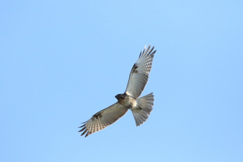 2016/11月 SIGMA150-600C+7D2 焦点距離600mm F8 ss1/5000 ISO1250 Case3