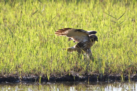 2016/11月 SIGMA150-600C+7D2 焦点距離600mm F8 ss1/500 ISO250　Case3