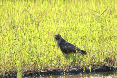 2016/11月 SIGMA150-600C+7D2 焦点距離600mm F8 ss1/500 ISO250
