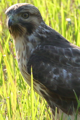 トリミング 2016/11月 SIGMA150-600C+7D2 焦点距離600mm F8 ss1/500 ISO250