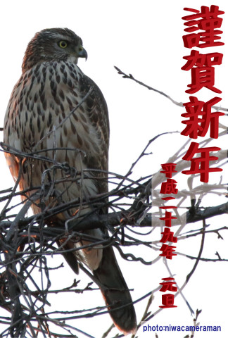 2017%e5%b9%b4%e8%b3%80001kai