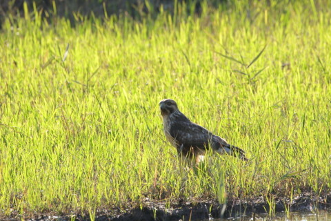 2016/11月 SIGMA150-600C+7D2 焦点距離600mm F8 ss1/500 ISO250