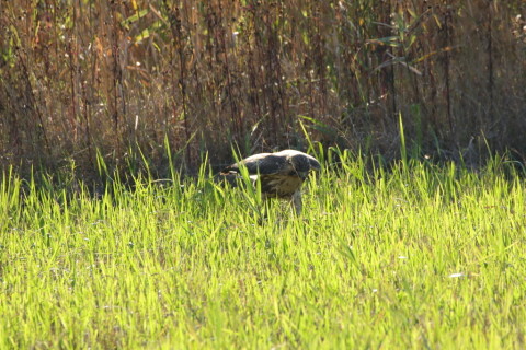 2016/11月 SIGMA150-600C+7D2 焦点距離600mm F8 ss1/640 ISO320 Case3