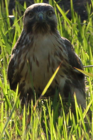 トリミング 2016/11月 SIGMA150-600C+7D2 焦点距離600mm F8 ss1/640 ISO250