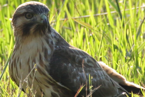 トリミング 2016/11月 SIGMA150-600C+7D2 焦点距離600mm F8 ss1/640 ISO400