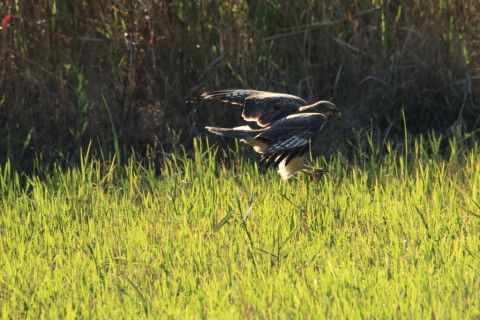 2016/11月 SIGMA150-600C+7D2 焦点距離600mm F8 ss1/500 ISO400 Case3