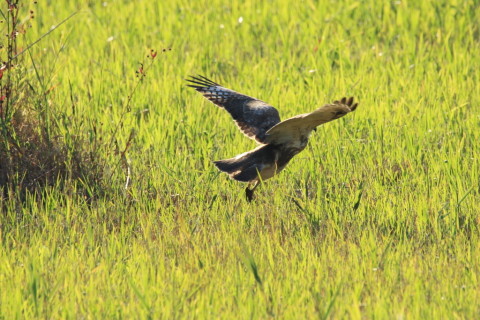 2016/11月 SIGMA150-600C+7D2 焦点距離600mm F8 ss1/500 ISO200 Case3