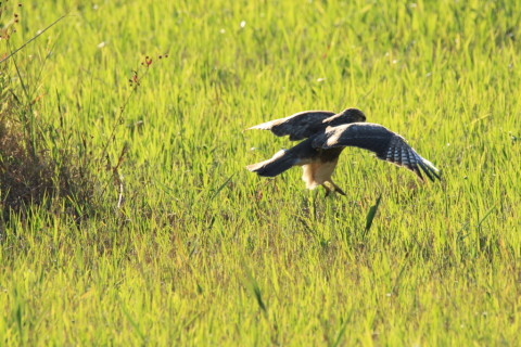 2016/11月 SIGMA150-600C+7D2 焦点距離600mm F8 ss1/500 ISO200 Case3