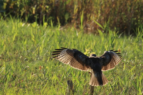 2016/11月 SIGMA150-600C+7D2 焦点距離562mm F8 ss1/640 ISO400 Case3