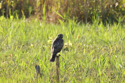 2016/11月 SIGMA150-600C+7D2 焦点距離600mm F8 ss1/800 ISO500