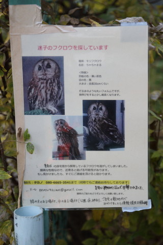 2016/11月 SIGMA17-70+7D2 焦点距離53mm F4 ss1/80 ISO100