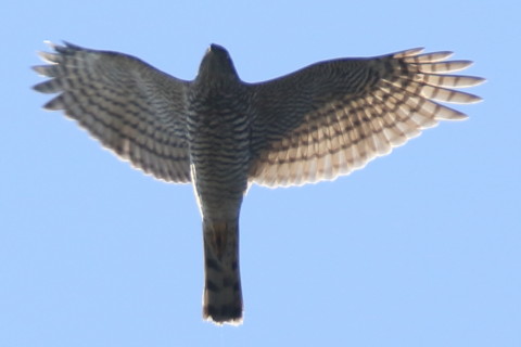 トリミング 2016/11月 SIGMA150-600C+7D2 焦点距離600mm F8 ss1/800 ISO200 Case3