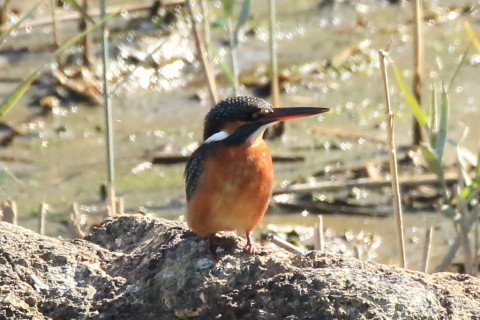 トリミング 2016/11月 SIGMA150-600C+7D2 焦点距離600mm F8 ss1/800 ISO1250