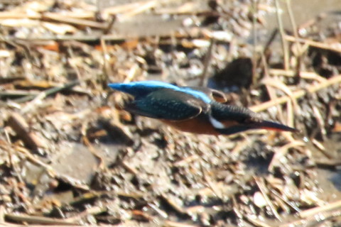 トリミング 2016/11月 SIGMA150-600C+7D2 焦点距離600mm F8 ss1/1000 ISO1600 Case3