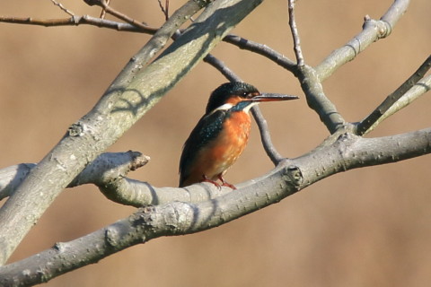 トリミング 2016/11月 SIGMA150-600C+7D2 焦点距離600mm F8 ss1/640 ISO320