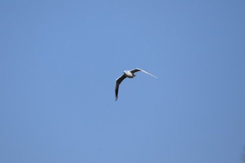 2016/11月 SIGMA150-600C+7D2 焦点距離600mm F7.1 ss1/800 ISO125 Case1