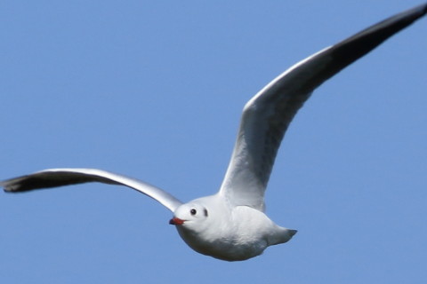 トリミング 2016/11月 SIGMA150-600C+7D2 焦点距離600mm F7.1 ss1/800 ISO125 Case1