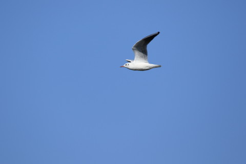 2016/11月 SIGMA150-600C+7D2 焦点距離600mm F7.1 ss1/800 ISO125 Case1