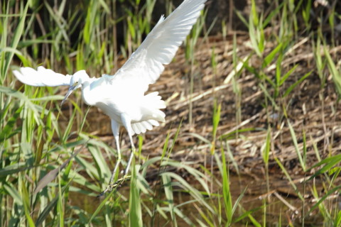 2016/11月 SIGMA150-600C+7D2 焦点距離600mm F7.1 ss1/800 ISO1250
