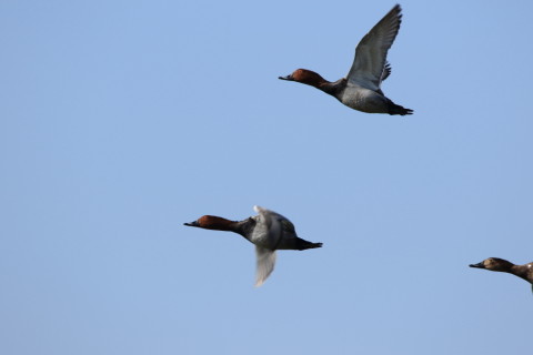 2016/11月 SIGMA150-600C+7D2 焦点距離600mm F7.1 ss1/640 ISO200