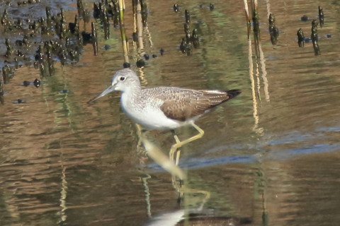 トリミング 2016/11月 SIGMA150-600C+7D2 焦点距離600mm F8 ss1/1250 ISO1250