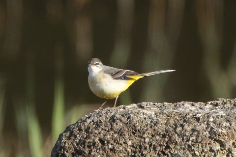 トリミング 2016/11月 SIGMA150-600C+7D2 焦点距離600mm F8 ss1/1250 ISO800