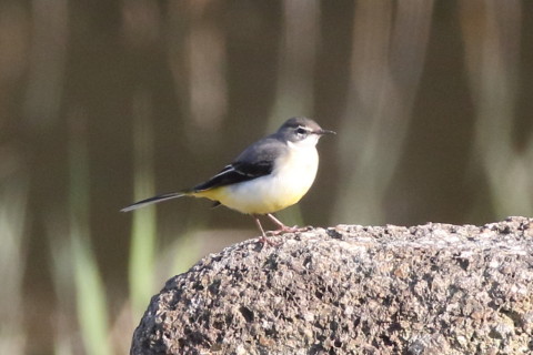 トリミング 2016/11月 SIGMA150-600C+7D2 焦点距離600mm F8 ss1/800 ISO1000