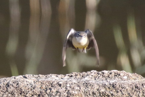 トリミング 2016/11月 SIGMA150-600C+7D2 焦点距離600mm F8 ss1/800 ISO1000 Case3
