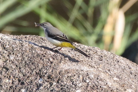 トリミング 2016/11月 SIGMA150-600C+7D2 焦点距離600mm F8 ss1/800 ISO800