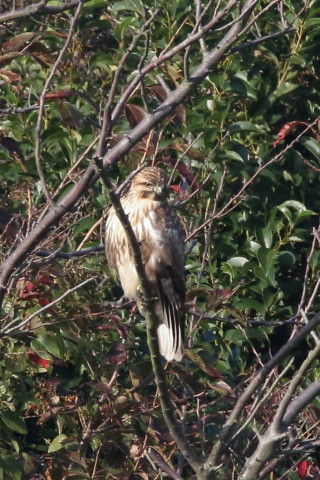 トリミング 2016/11月 SIGMA150-600C+7D2 焦点距離600mm F8 ss1/1000 ISO1000