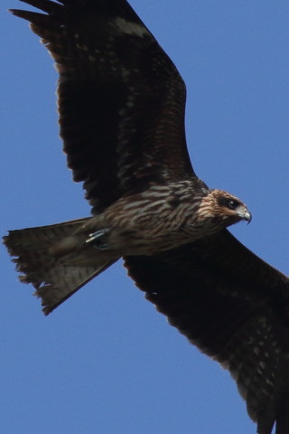 トリミング 2016/11月 SIGMA150-600C+7D2 焦点距離600mm F7.1 ss1/1250 ISO320 Case3