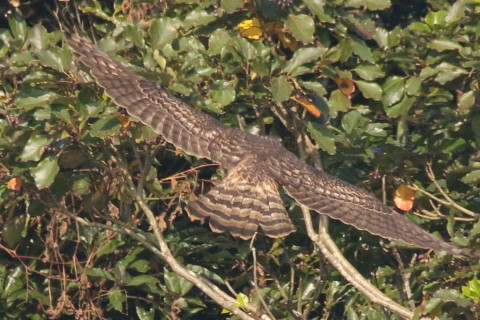 トリミング 2016/11月 SIGMA150-600C+7D2 焦点距離600mm F8 ss1/1250 ISO800 Case3