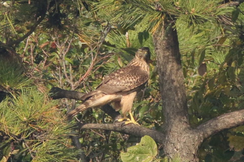 トリミング 2016/11月 SIGMA150-600C+7D2 焦点距離600mm F8 ss1/1250 ISO800