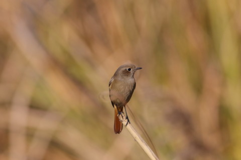 2016/11月 SIGMA150-600C+7D2 焦点距離600mm F8 ss1/1250 ISO500